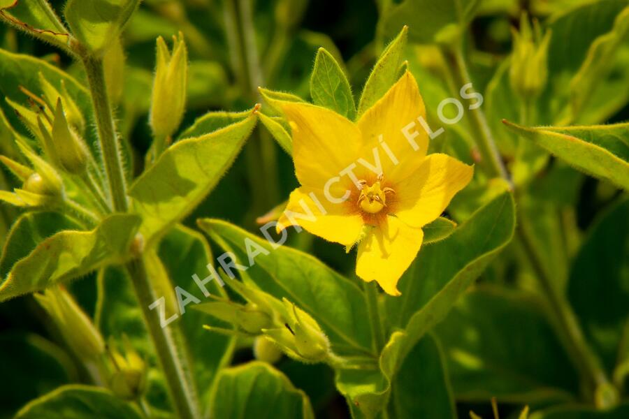Vrbina tečkovaná 'Senior' - Lysimachia punctata 'Senior'