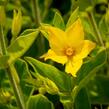 Vrbina tečkovaná 'Senior' - Lysimachia punctata 'Senior'