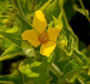 Vrbina tečkovaná 'Senior' - Lysimachia punctata 'Senior'