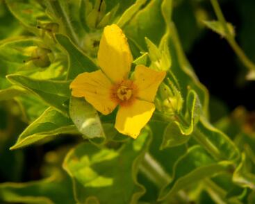 Vrbina tečkovaná 'Senior'