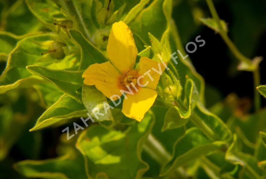 Vrbina tečkovaná 'Senior' - Lysimachia punctata 'Senior'