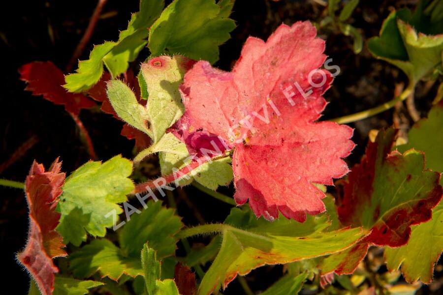 Dlužicha 'Bressingham hybrids' - Heuchera sanguinea 'Bressingham hybrids'