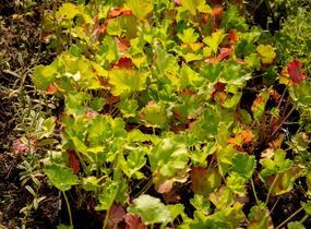 Dlužicha 'Bressingham hybrids' - Heuchera sanguinea 'Bressingham hybrids'