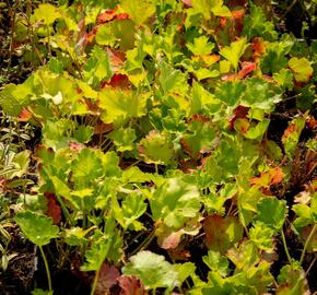 Dlužicha 'Bressingham hybrids' - Heuchera sanguinea 'Bressingham hybrids'