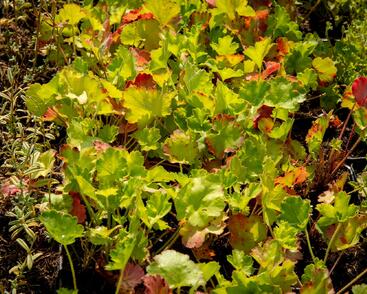 Dlužicha 'Bressingham hybrids'