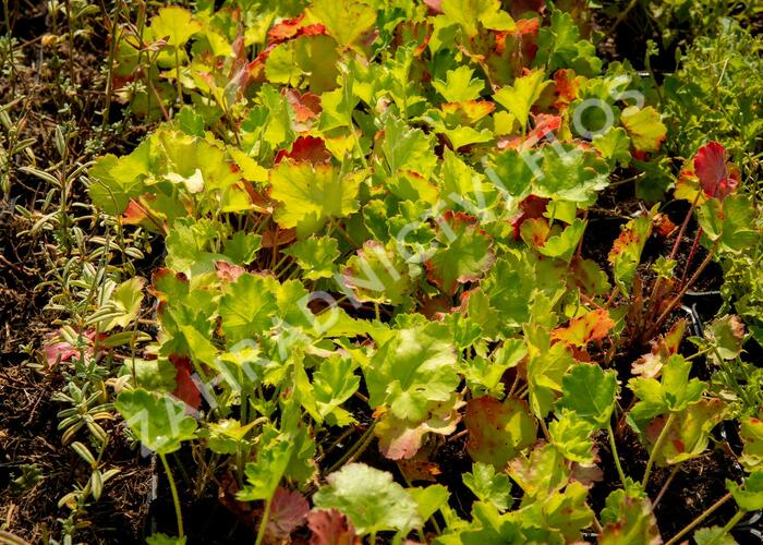 Dlužicha 'Bressingham hybrids' - Heuchera sanguinea 'Bressingham hybrids'