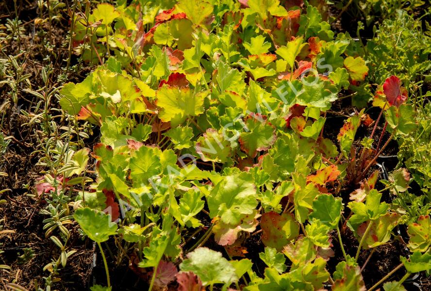 Dlužicha 'Bressingham hybrids' - Heuchera sanguinea 'Bressingham hybrids'