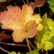 Dlužicha 'Bressingham hybrids' - Heuchera sanguinea 'Bressingham hybrids'