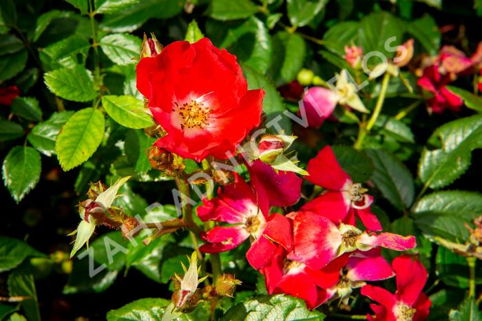 Růže mini 'Burkhardt' - Rosa MI 'Burkhardt'