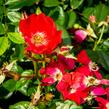 Růže mini 'Burkhardt' - Rosa MI 'Burkhardt'