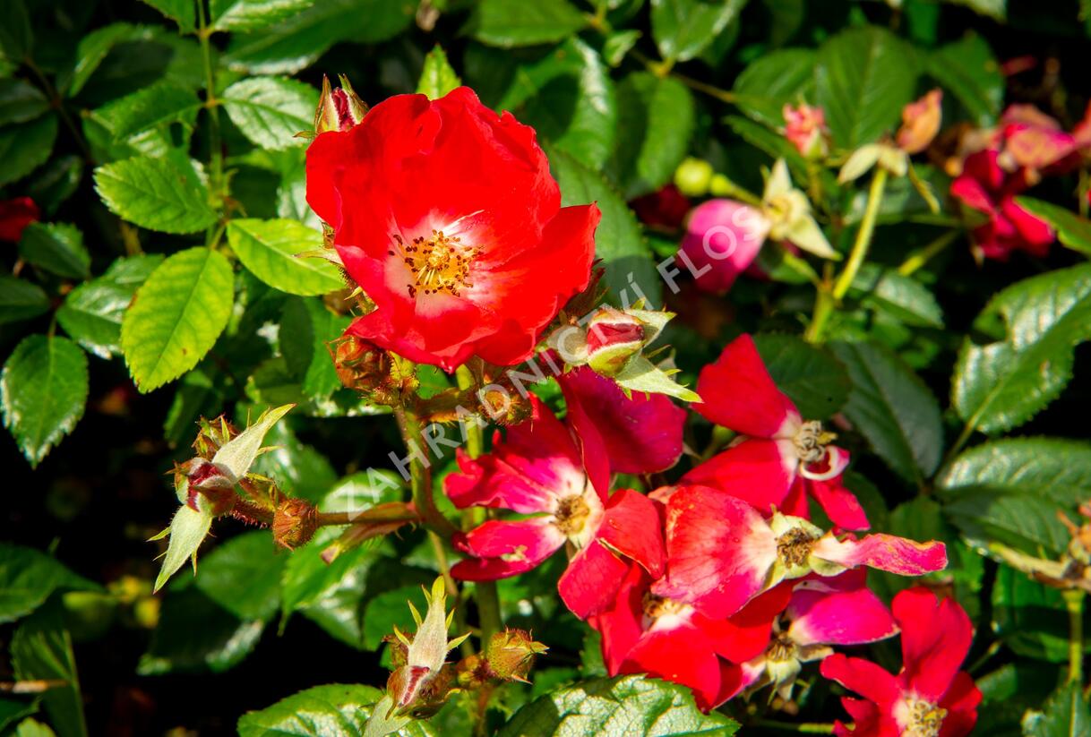 Růže miniaturní 'Burkhardt' - Rosa MI 'Burkhardt'