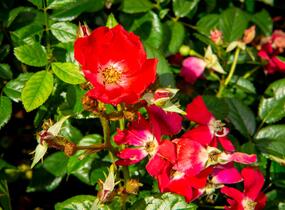 Růže miniaturní 'Burkhardt' - Rosa MI 'Burkhardt'