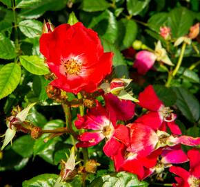 Růže mini 'Burkhardt' - Rosa MI 'Burkhardt'