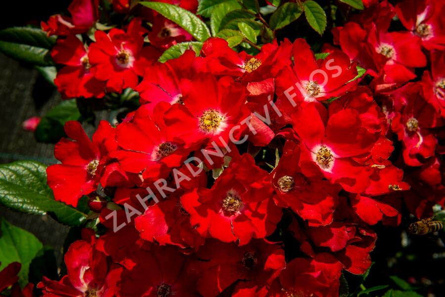 Růže mini 'Burkhardt' - Rosa MI 'Burkhardt'