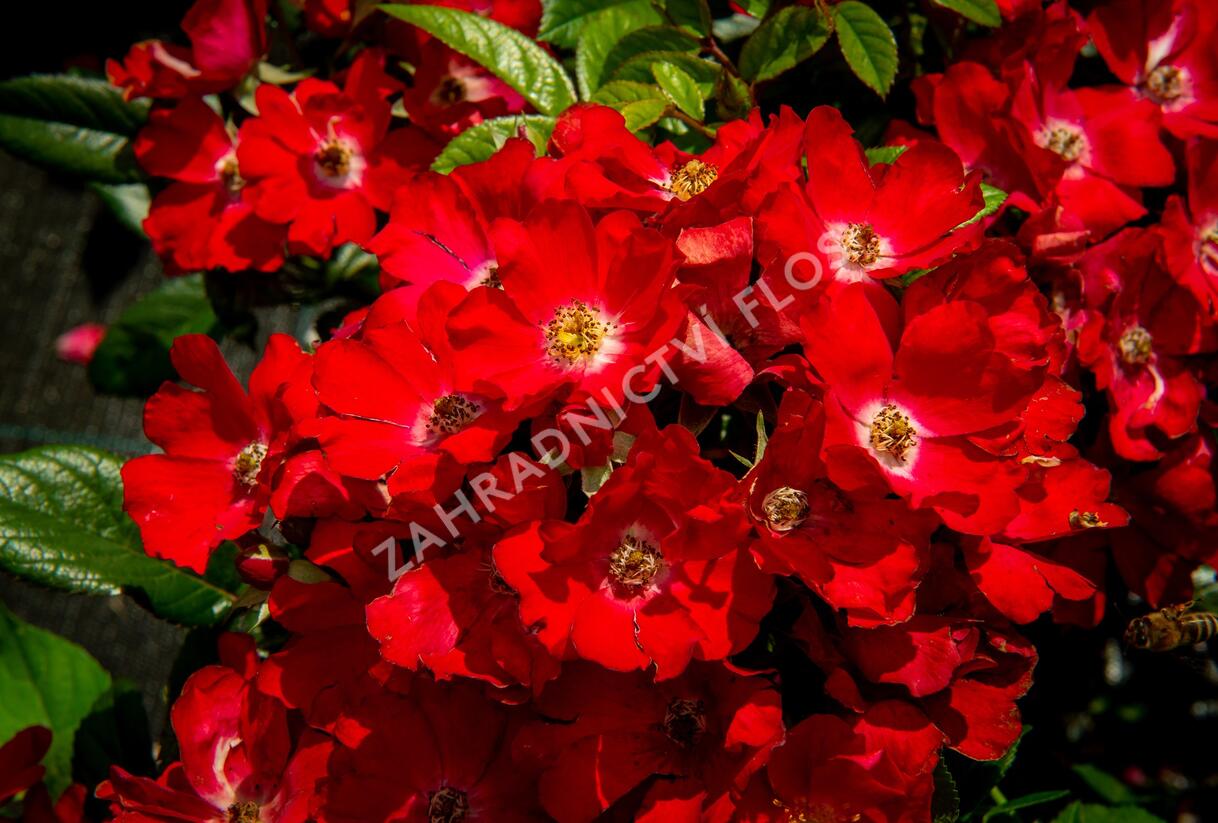 Růže miniaturní 'Burkhardt' - Rosa MI 'Burkhardt'