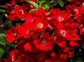 Růže miniaturní 'Burkhardt' - Rosa MI 'Burkhardt'