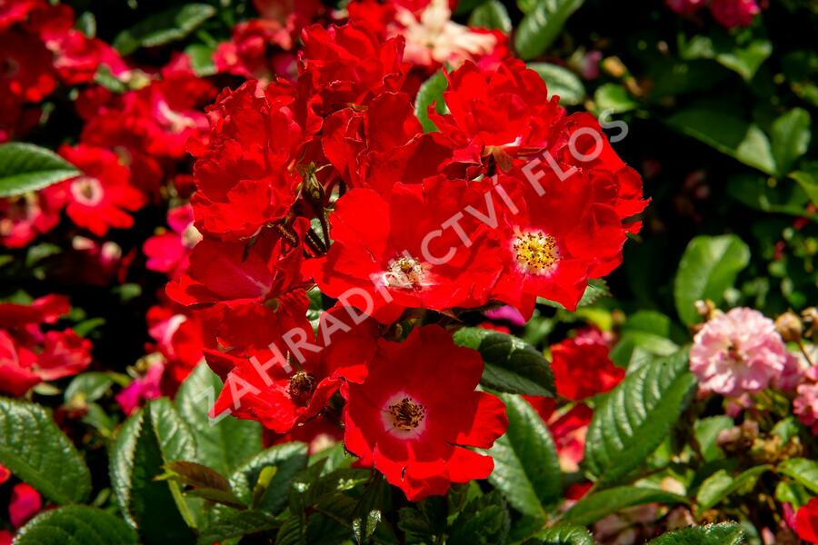 Růže mini 'Burkhardt' - Rosa MI 'Burkhardt'