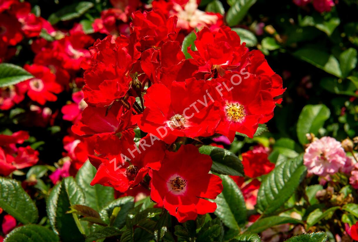 Růže miniaturní 'Burkhardt' - Rosa MI 'Burkhardt'