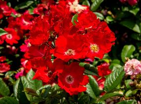Růže miniaturní 'Burkhardt' - Rosa MI 'Burkhardt'
