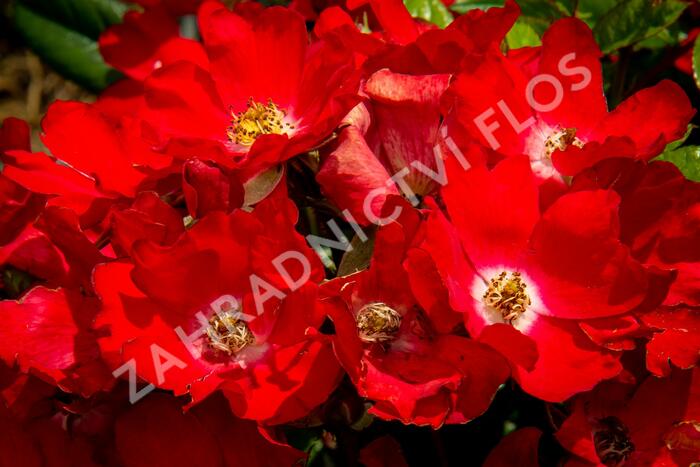 Růže mini 'Burkhardt' - Rosa MI 'Burkhardt'