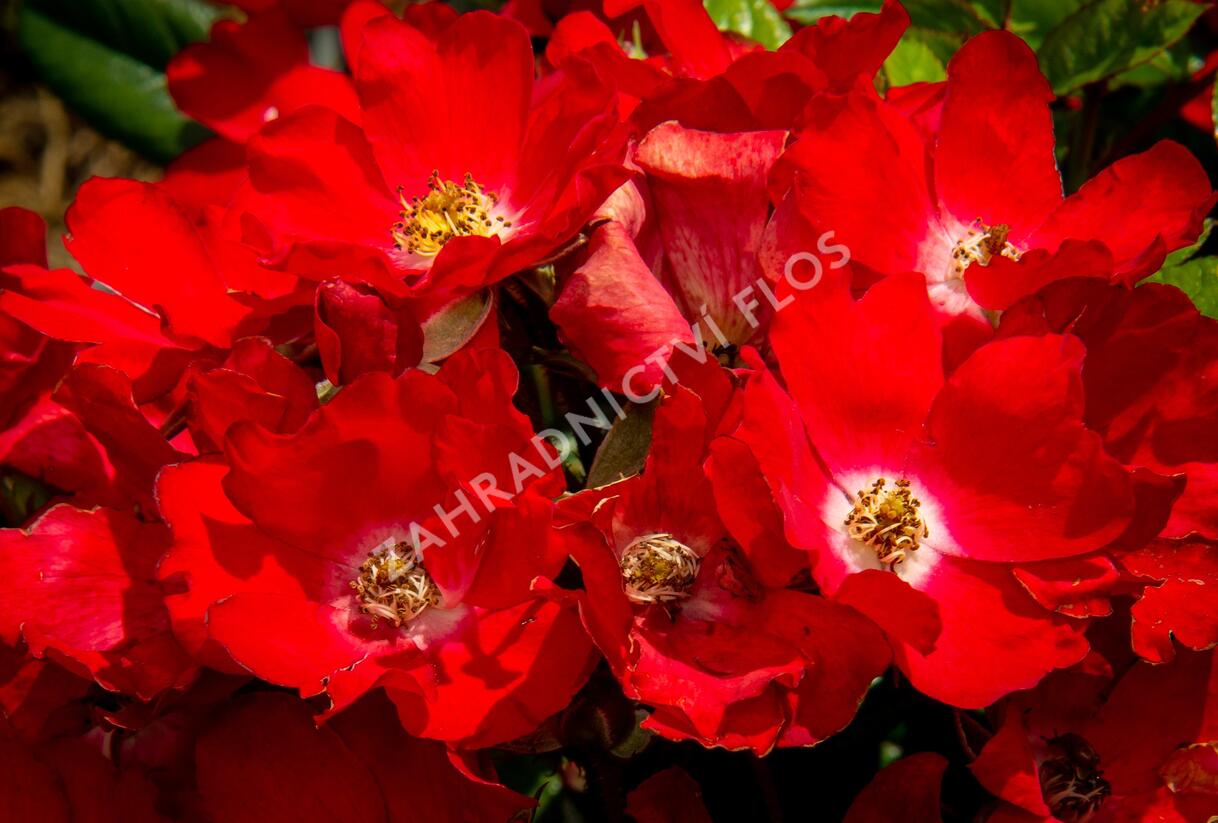 Růže miniaturní 'Burkhardt' - Rosa MI 'Burkhardt'