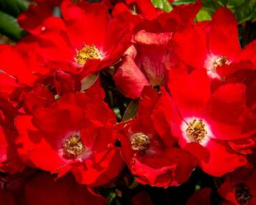 Růže miniaturní 'Burkhardt'