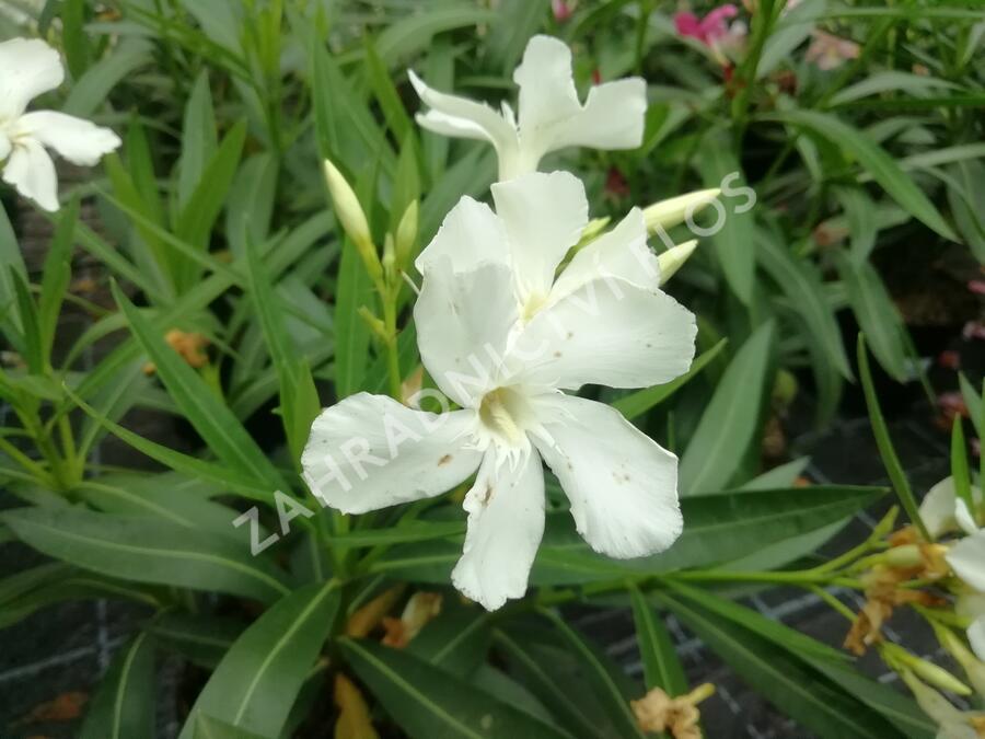 Oleandr obecný - Nerium oleander