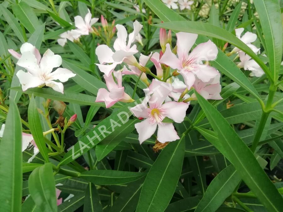 Oleandr obecný - Nerium oleander