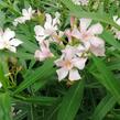 Oleandr obecný - Nerium oleander