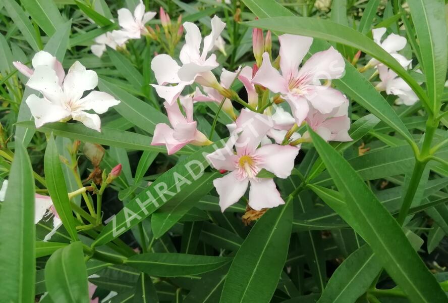 Oleandr obecný - Nerium oleander