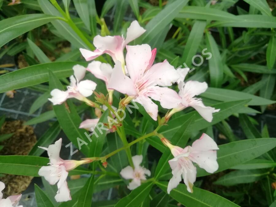 Oleandr obecný - Nerium oleander