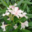 Oleandr obecný - Nerium oleander