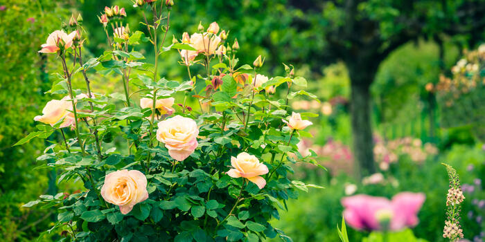 záhonové růže v zahradě (1)