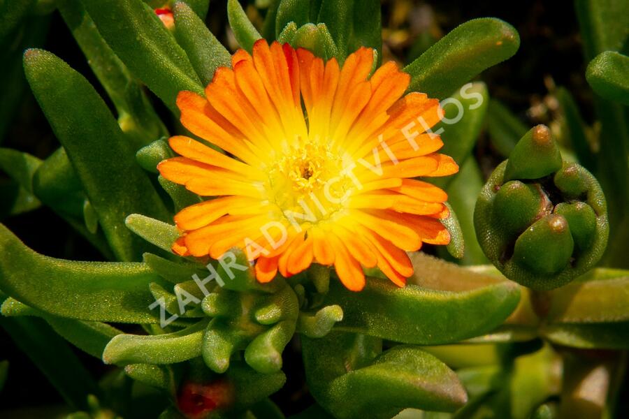 Kosmatec 'Wheels of Wonder Orange' - Delosperma hybrida 'Wheels of Wonder Orange'