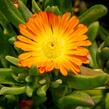 Kosmatec 'Wheels of Wonder Orange' - Delosperma hybrida 'Wheels of Wonder Orange'