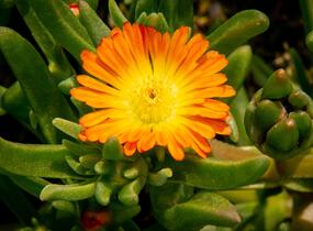 Kosmatec 'Wheels of Wonder Orange' - Delosperma hybrida 'Wheels of Wonder Orange'