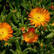 Kosmatec 'Wheels of Wonder Orange' - Delosperma hybrida 'Wheels of Wonder Orange'