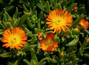 Kosmatec 'Wheels of Wonder Orange' - Delosperma hybrida 'Wheels of Wonder Orange'