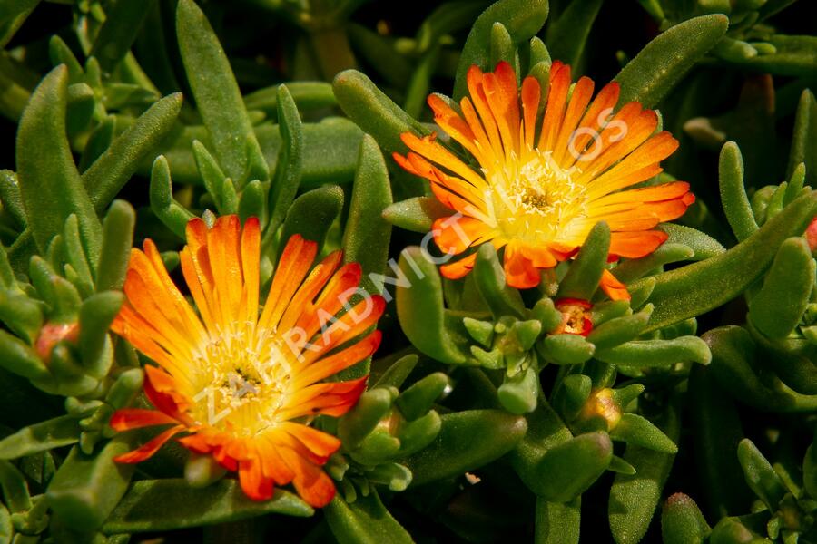 Kosmatec 'Wheels of Wonder Orange' - Delosperma hybrida 'Wheels of Wonder Orange'