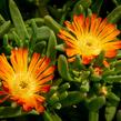 Kosmatec 'Wheels of Wonder Orange' - Delosperma hybrida 'Wheels of Wonder Orange'