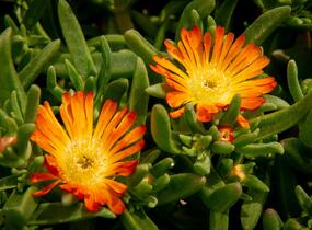 Kosmatec 'Wheels of Wonder Orange' - Delosperma hybrida 'Wheels of Wonder Orange'