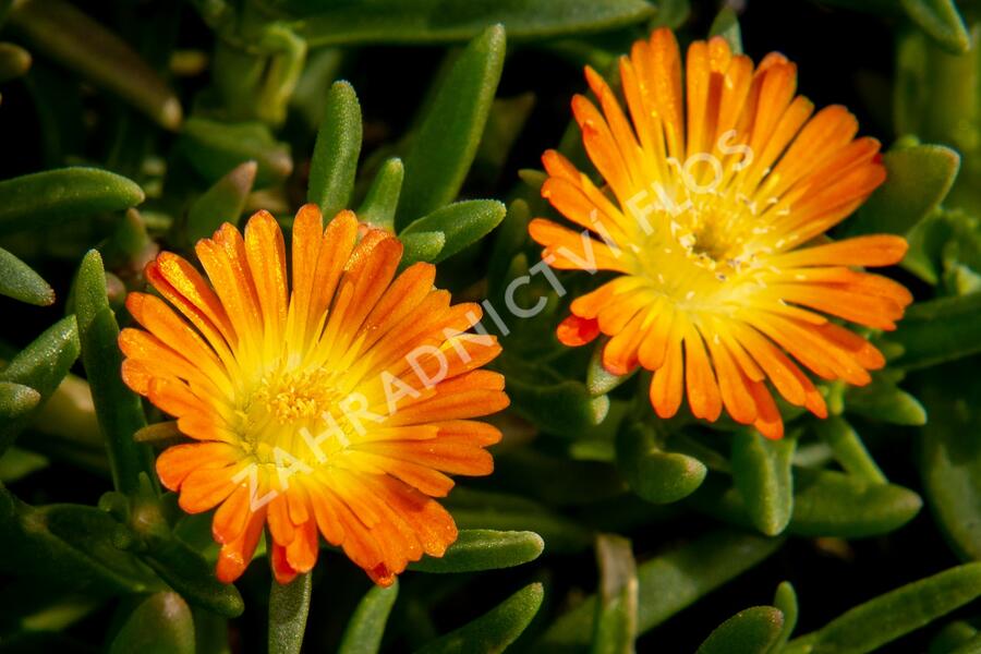 Kosmatec 'Wheels of Wonder Orange' - Delosperma hybrida 'Wheels of Wonder Orange'