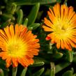 Kosmatec 'Wheels of Wonder Orange' - Delosperma hybrida 'Wheels of Wonder Orange'