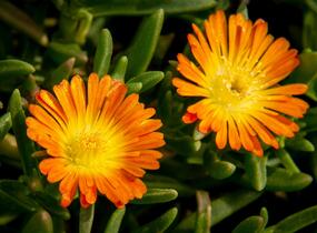 Kosmatec 'Wheels of Wonder Orange' - Delosperma hybrida 'Wheels of Wonder Orange'