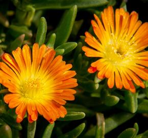 Kosmatec 'Wheels of Wonder Orange' - Delosperma hybrida 'Wheels of Wonder Orange'