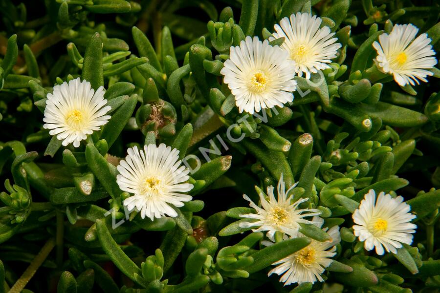 Kosmatec 'Wheels of Wonder White' - Delosperma hybrida 'Wheels of Wonder White'