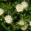 Kosmatec 'Wheels of Wonder White' - Delosperma hybrida 'Wheels of Wonder White'