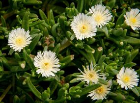 Kosmatec 'Wheels of Wonder White' - Delosperma hybrida 'Wheels of Wonder White'