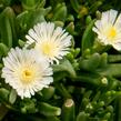 Kosmatec 'Wheels of Wonder White' - Delosperma hybrida 'Wheels of Wonder White'