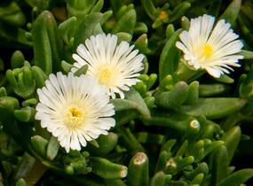 Kosmatec 'Wheels of Wonder White' - Delosperma hybrida 'Wheels of Wonder White'